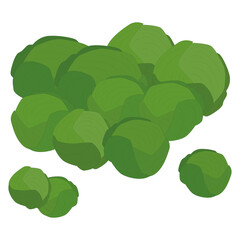 Brussels sprouts, vector object. Fresh vegetables. Illustration