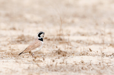 Temminck's Strandleeuwerik, Temminck's Lark, Eremophila bilopha