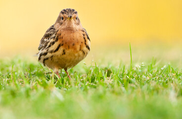Roodkeelpieper, Red-throated Pipit, Anthus cervinus