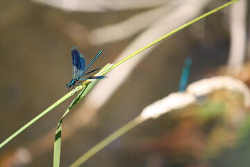 Male banded demoiselle damselfly basking in the sunshine beside a stream (Calopteryx splendens) 