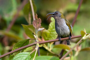 Ursula's Sunbird, Cinnyris ursulae