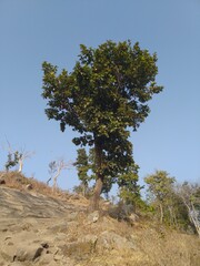 pine tree on a mountain