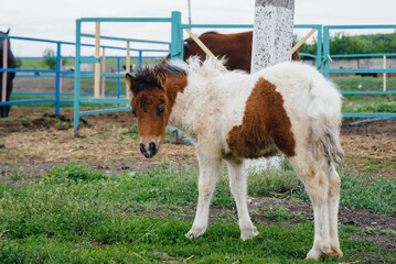 Beautiful and young pony walking on the ranch. Animal husbandry and horse breeding