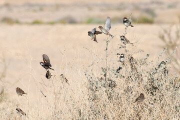 Spaanse Mus, Spanish Sparrow, Passer hispaniolensis