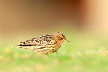 Roodkeelpieper, Red-throated Pipit, Anthus cervinus