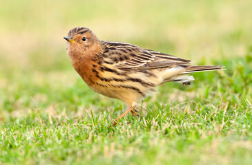 Roodkeelpieper, Red-throated Pipit, Anthus cervinus