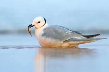 Ross's Gull, Rhodostethia rosea
