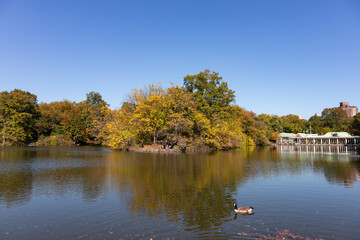 The Lake at Central Park during Autumn with Colorful Trees in New York City