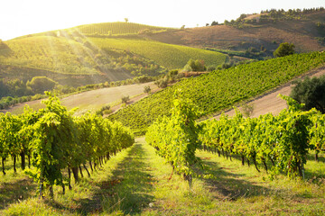 Fototapeta na wymiar Panoramic view to vineyard on hills, winery and wine making