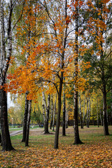 Fototapeta premium autumn