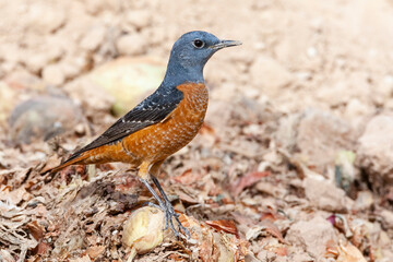 Rode Rotslijster, Rufous-tailed Rock Thrush, Monticola saxatilis