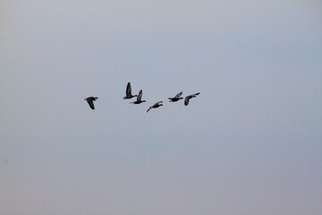 A view of a Flock of birds in flight