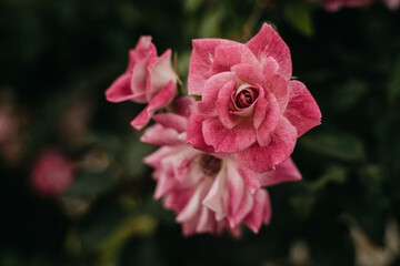 Roses closeup