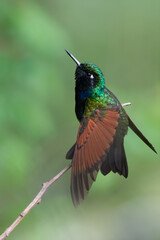 Fototapeta na wymiar Garnet-throated Hummingbird, Lamprolaima rhami
