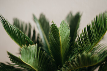 Closeup Sago Palm