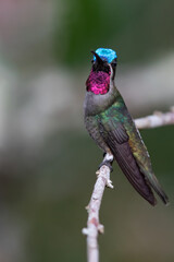 Long-billed Starthroat, Heliomaster longirostris