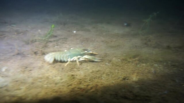 River crayfish crawled out on a night hunt. Animal world of the lake. .