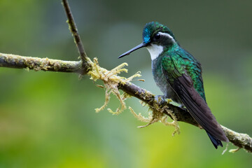 White-throated Mountaingem, Lampornis castaneoventris