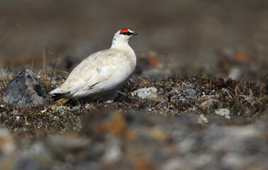 Alaskan Rock Ptarmigan, Lagopus muta kelloggae
