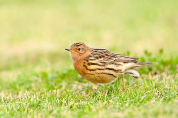 Roodkeelpieper, Red-throated Pipit, Anthus cervinus