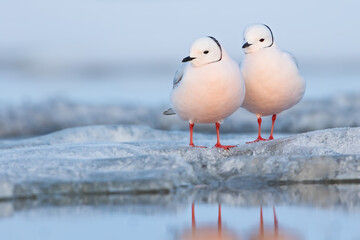 Ross's Gull, Rhodostethia rosea