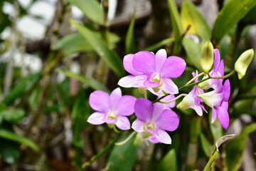 Obraz premium Colorful flowers in the garden,Beautiful flowers in the garden Blooming in the summer.Landscaped Formal Garden.
