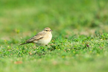 Duinpieper, Tawny Pipit, Anthus campestris