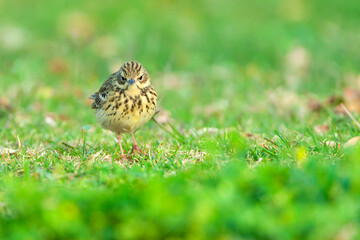 Boompieper, Tree Pipit, Anthus trivialis