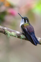 Green-throated Mountaingem, Lampornis viridipallens