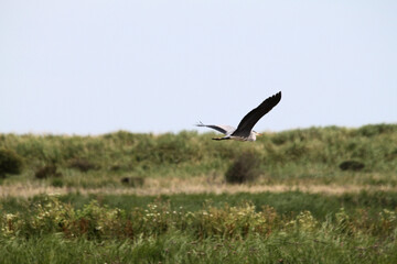 A view of a Heron in flight