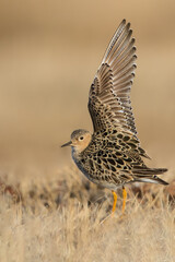 Buff-breasted Sandpiper, Calidris subruficollis