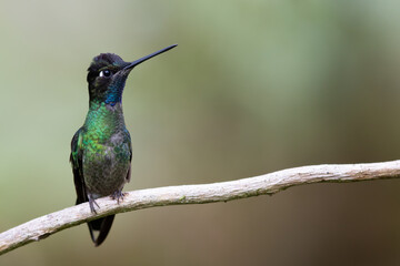Talamanca Hummingbird, Eugenes spectabilis