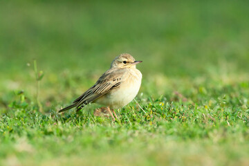 Duinpieper, Tawny Pipit, Anthus campestris