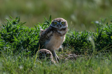 Burrowing owl chicks