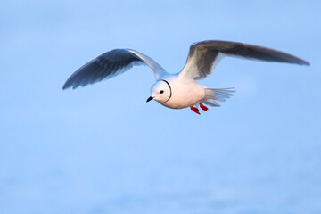 Ross's Gull, Rhodostethia rosea