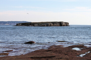 A view of Birds on Hilbre Island