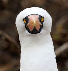 Nazca Booby, Sula granti