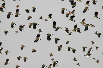 A view of a Flock of birds in flight