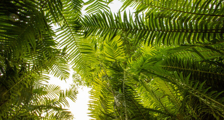 fern from below