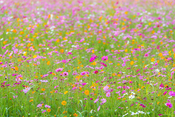 Pink cosmos flowers in cosmos flower fields.
