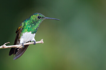 Snowy-bellied Hummingbird, Saucerottia edward