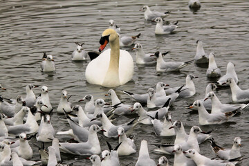 A Swan surrounded by Gulls