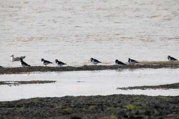 A view of some Oystercatchers on Hilbre Islands