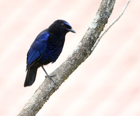 Malabar Whistling Thrush, Myophonus horsfieldii