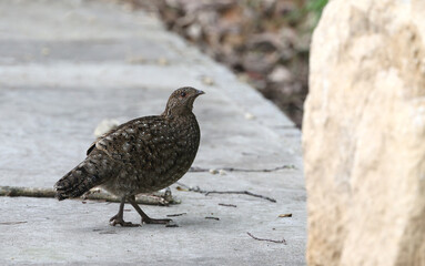 Cabot's Tragopan, Tragopan caboti