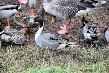 A view of a Pintail Duck © Simon Edge