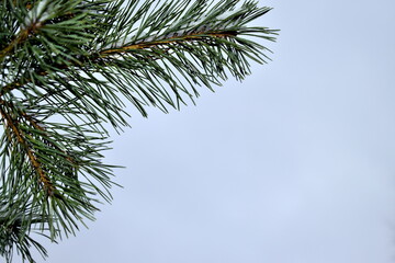 Obraz premium pine branches against a gray sky