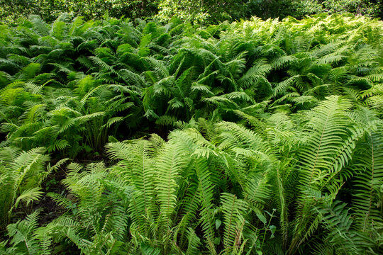 huge bracken in forrest
