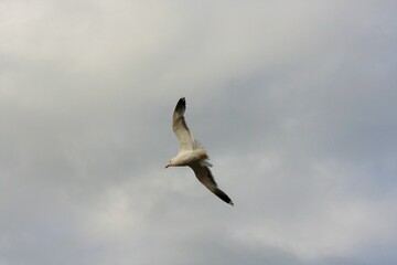 A view of a Seagull in Flight