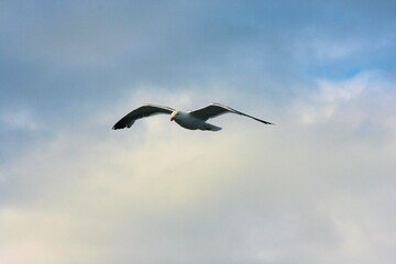 Obraz premium A view of a Seagull in Flight